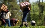 Georgia and Italy Strengthen Cooperation in Agriculture and Food Industry