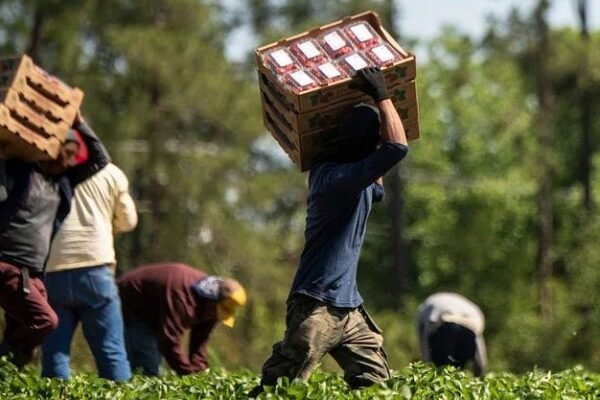 Georgia and Italy Strengthen Cooperation in Agriculture and Food Industry