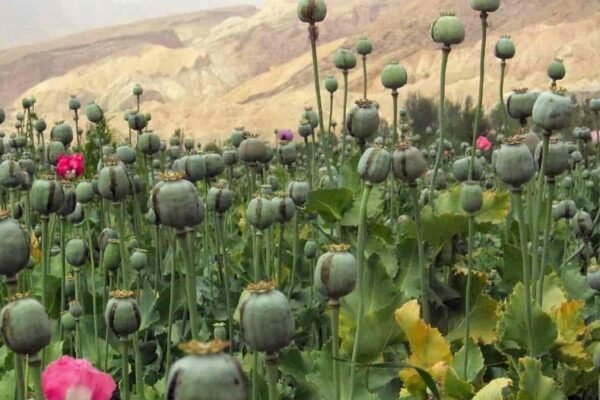 How the Taliban’s opium ban could affect Europe’s heroin market
