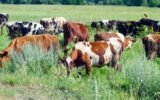 New Dawn for Iori Plateau: Embracing Biodiversity Through Rotational Grazing