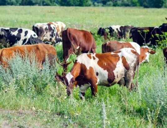 New Dawn for Iori Plateau: Embracing Biodiversity Through Rotational Grazing