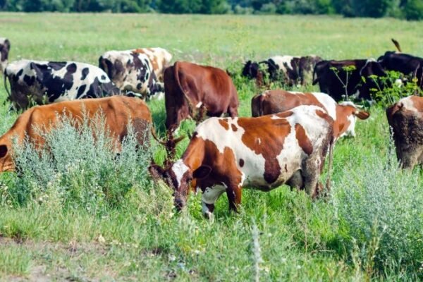 New Dawn for Iori Plateau: Embracing Biodiversity Through Rotational Grazing