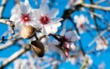 Georgia almond blossoms