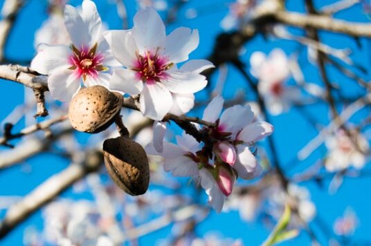 Georgia almond blossoms
