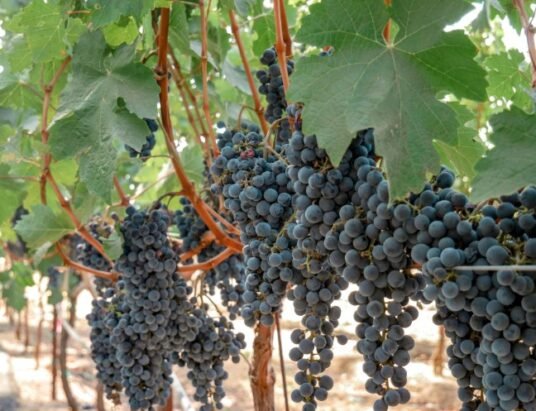 Grape vineyard.