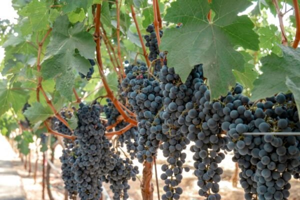 Grape vineyard.