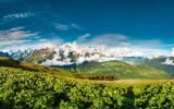Georgian vineyard landscape