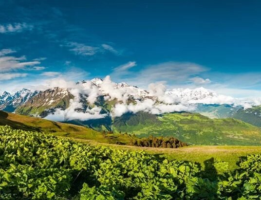 Georgian vineyard landscape
