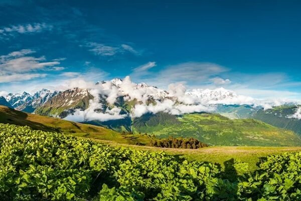 Georgian vineyard landscape