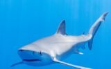 shark week 2024 programming lineup