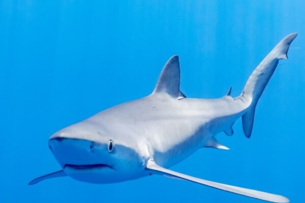 shark week 2024 programming lineup