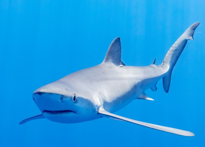 shark week 2024 programming lineup