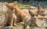 coyote sightings in georgia neighborhoods