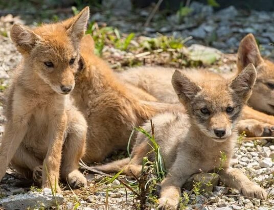 coyote sightings in georgia neighborhoods