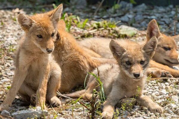 coyote sightings in georgia neighborhoods