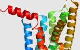 glp-1 metabolic regulation research findings