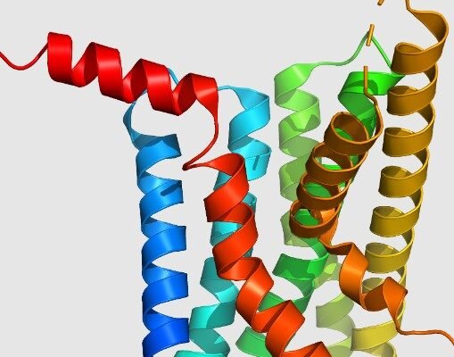 glp-1 metabolic regulation research findings