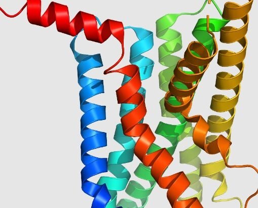 glp-1 metabolic regulation research findings