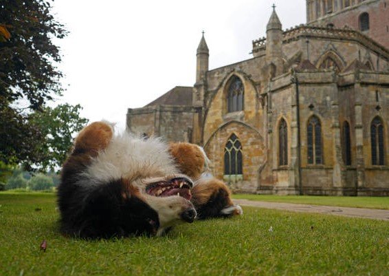 dogs working at tewkesbury abbey