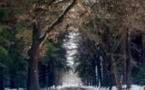 forest park non essential office closures weather