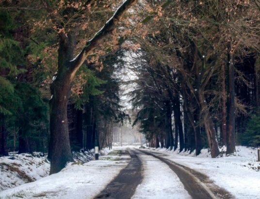 forest park non essential office closures weather