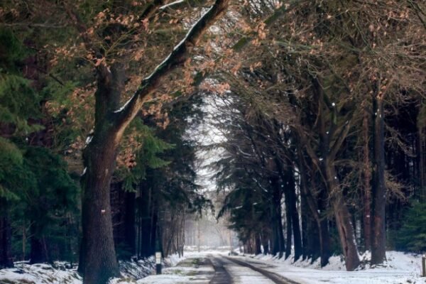 forest park non essential office closures weather
