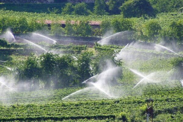 norwood vineyard gardens project