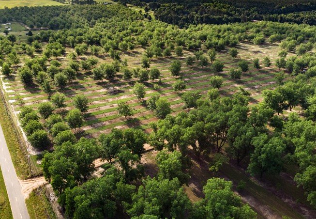 Georgia pecan farm hurricane damage