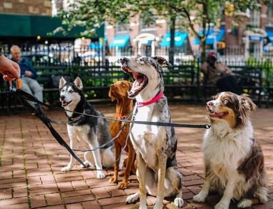 labradoodle-comfort-dog-handler