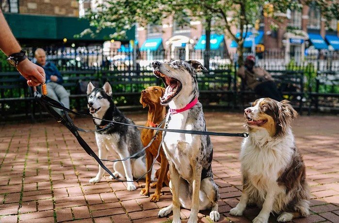 labradoodle-comfort-dog-handler