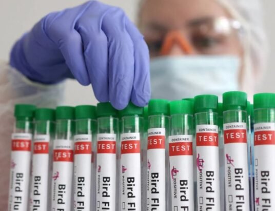 California dairy farm bird flu outbreak