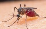 India malaria control measures success WHO
