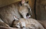 cats and H5N1 virus transmission