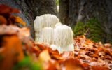 immune-boosting-supplements-flu-season