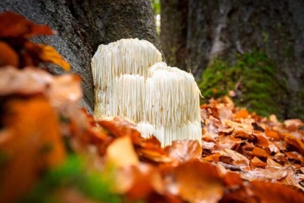 immune-boosting-supplements-flu-season