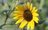sunflower oil heart health benefits