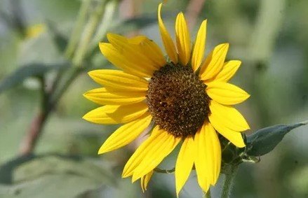 sunflower oil heart health benefits