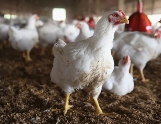 Bird flu outbreak Georgia poultry industry