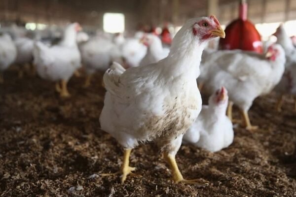 Bird flu outbreak Georgia poultry industry