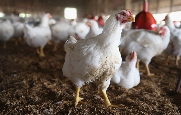 Bird flu outbreak Georgia poultry industry