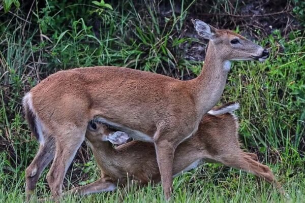 Chronic wasting disease deer Georgia