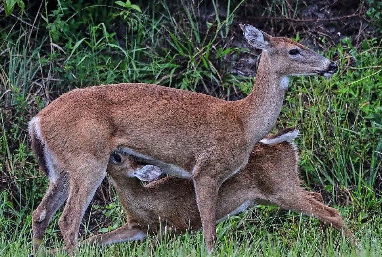 Chronic wasting disease deer Georgia