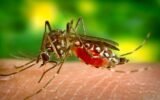 Dengue mosquito breeding water puddles