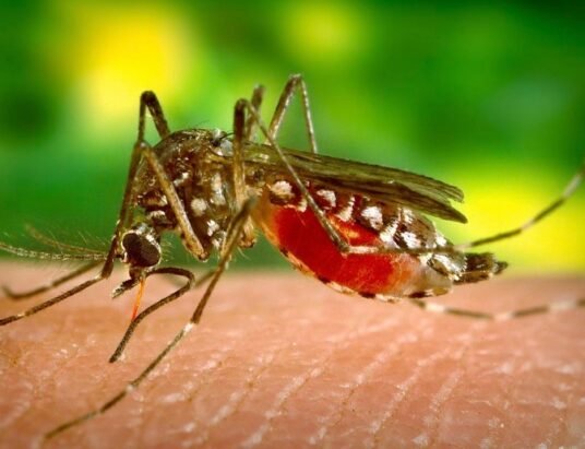 Dengue mosquito breeding water puddles