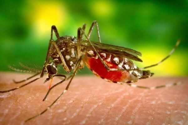 Dengue mosquito breeding water puddles