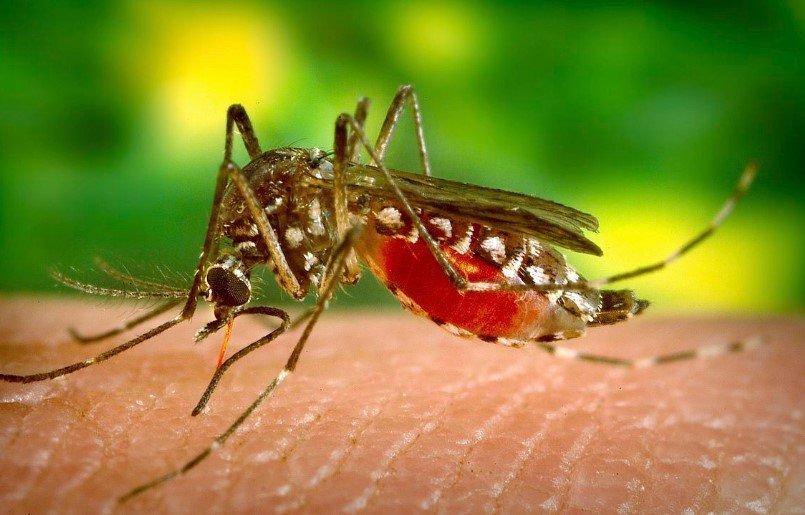 Dengue mosquito breeding water puddles