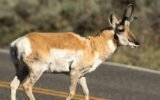 Georgia deer chronic wasting disease