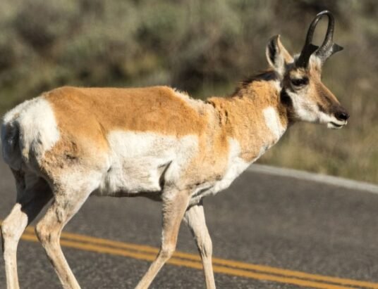 Georgia deer chronic wasting disease