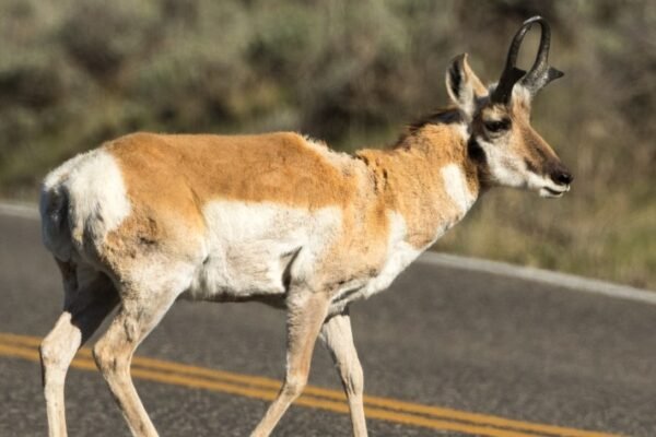 Georgia deer chronic wasting disease