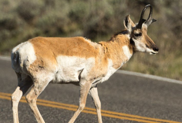 Georgia deer chronic wasting disease